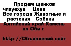 Продам щенков чихуахуа  › Цена ­ 10 000 - Все города Животные и растения » Собаки   . Алтайский край,Камень-на-Оби г.